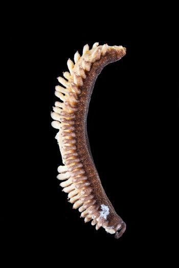 Media type: image;   Invertebrate Zoology 32029 Description: Digital photograph of preserved specimen.;  Aspect: lateral